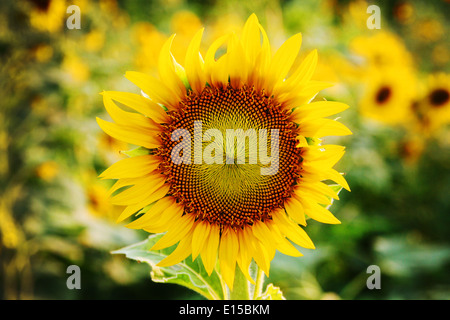 a big sunflower field at Bangkok Thailand. Stock Photo