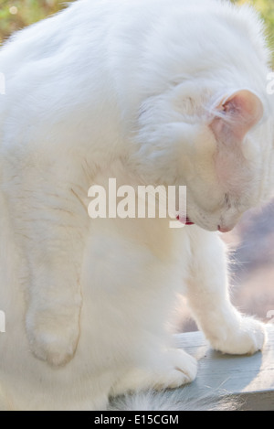 Photo inspiration: Gallery Detail: White Cat Portrait Cleaning Closeup Yawning Meowing Pedigree Turkish