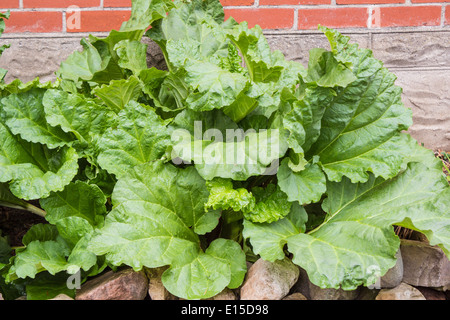 Rhubarb plant growing in a garden Stock Photo