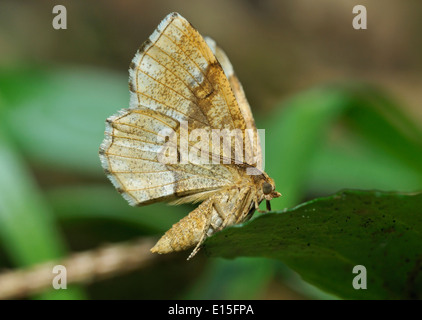 Little Thorn Moth - Cepphis advenaria Underside on leaf Stock Photo