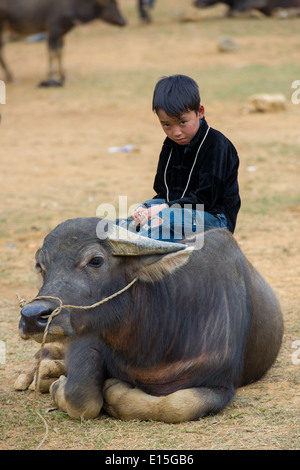 Young Hmong boy sitting on top of  a water buffalo at Can Cau Market. near Bac Ha, Vietnam Stock Photo