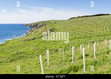 Newly planted trees right along the coastal edge near Portscatho in Cornwall Stock Photo