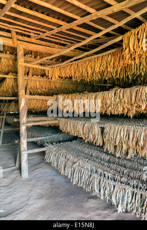 Classical way of drying tobacco. Cuba Stock Photo