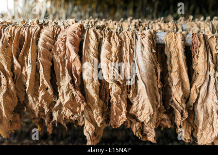 Classical way of drying tobacco. Cuba Stock Photo