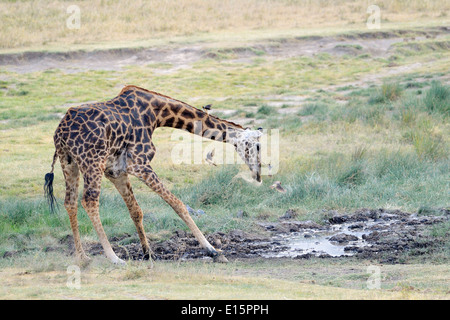 Masai Giraffe (Giraffa camelopardalis tippelskirchi) drinking from water pool. Stock Photo