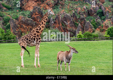 Giraffe and common southern eland (Taurotragus oryx) in enclosure at the Cabarceno Natural Park, Penagos, Cantabria, Spain Stock Photo