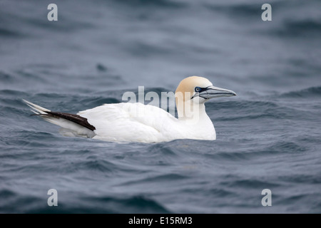 Gannet, Sula bassana, single bird on water. Northumberland, May 2014 Stock Photo