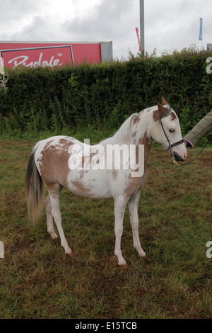 Miniature horse breed American Shetland Pony being shown at Devon County Show 2014. Stock Photo