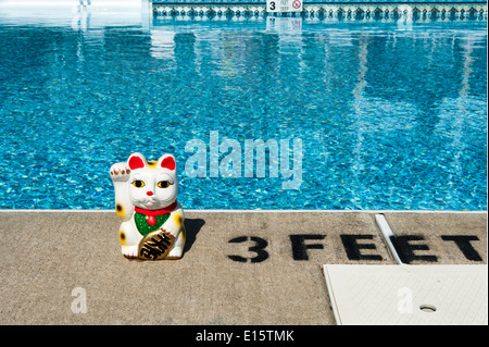 Lucky Cat at the swimming pool in the summer Stock Photo