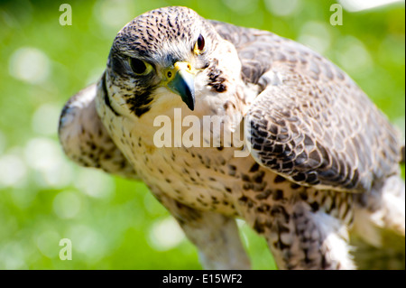 Beautiful Falcon on the green background Stock Photo