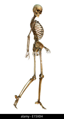 3D digital render of an old walking human skeleton isolated on white background Stock Photo