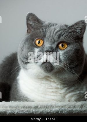 British Shorthair Cat, sitting Stock Photo