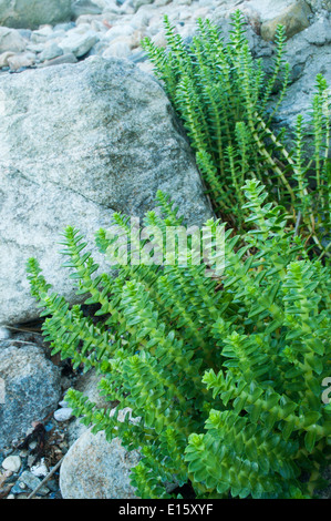 Sea Sandwort (Honckenya peploides) growing upon rocky beach. Stock Photo