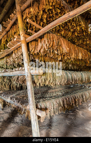 Classical way of drying tobacco. Cuba Stock Photo