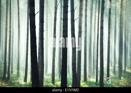 Mystic bright green forest Stock Photo