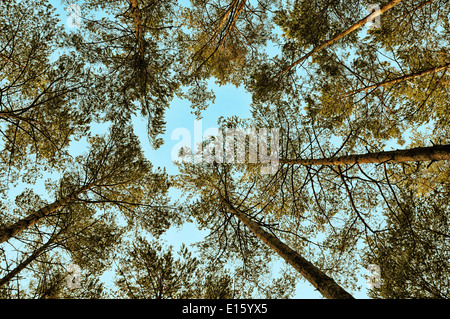 low angle shot of trees against blue sky Stock Photo