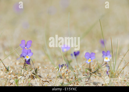 Purple dune pansy (viola curtisii) flowers in the sand. Stock Photo