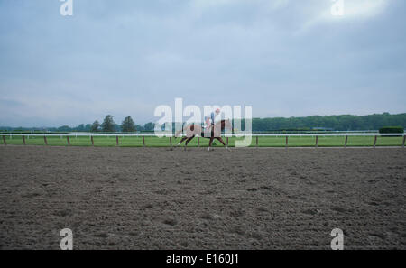 Elmont, New York, USA. 23rd May, 2014. Kentucky Derby and Preakness winner CALIFORNIA CHROME with exercise rider WILLIE DELGADO up gallops over the main track. California Chrome is a hopeful to run in the 146th Belmont Stakes, June 7. Credit:  Bryan Smith/ZUMAPRESS.com/Alamy Live News Stock Photo