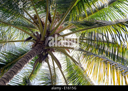 Under coconut palm at Varadero, Cuba Stock Photo