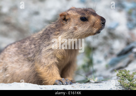 Marmot (from region of Rumtse, Ladakh, Jammu and Kashmir, India) Stock Photo