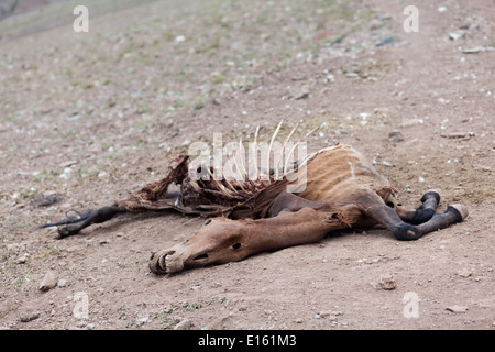 Corpse of dead horse lying on the ground in the mountain on trail between Rumtse and Tso Kar, Ladakh, Jammu and Kashmir, India Stock Photo