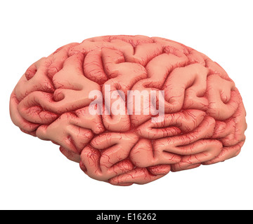 human brain isolated on white background 3d illustration Stock Photo ...