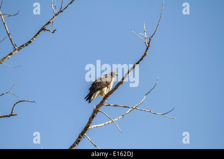 Swainson's Hawk (Buteo swainsoni) Resting in the trees, colorful bird against blue sky. Stock Photo
