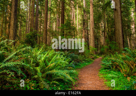 Giant trees and a hiking Path in Redwood Forest Stock Photo