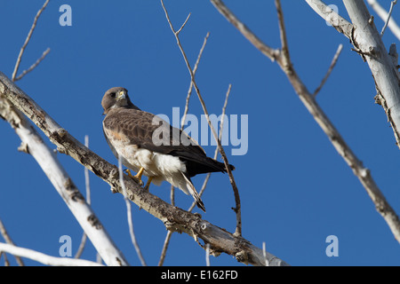 Swainson's Hawk (Buteo swainsoni) Resting in the trees, colorful bird against blue sky. Stock Photo