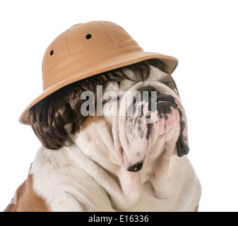 english bulldog wearing safari hat and wig Stock Photo