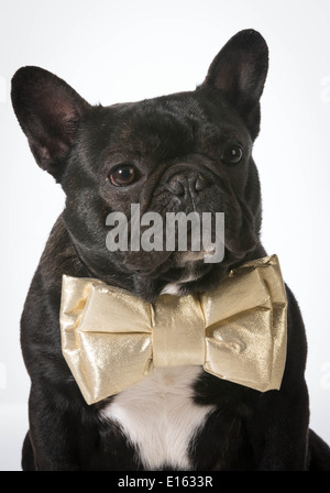 french bulldog wearing bowtie Stock Photo