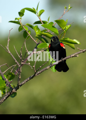 Red-winged Blackbird eating a worm while perched on a tree Stock Photo