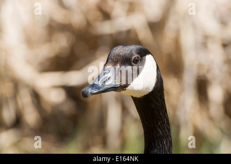 A Goose Stock Photo