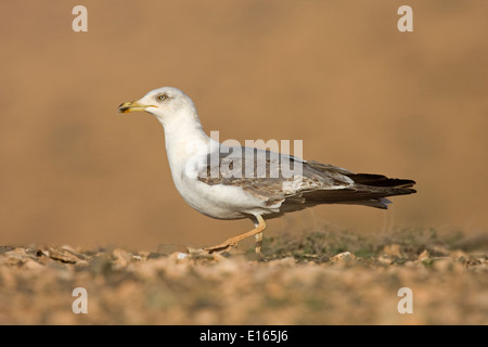 Yellow-legged Gull - Larus cachinnans - 2nd winter/summer. Stock Photo