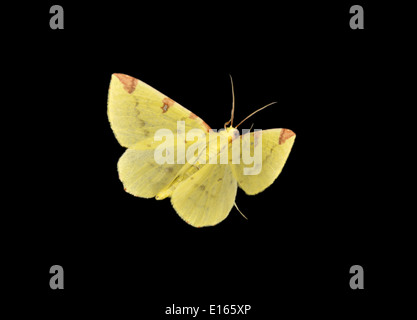 Brimstone Moth - Opisthograptis luteolata Stock Photo