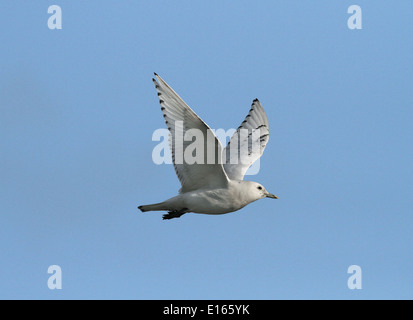Ivory Gull - Pagophila eburnea - Juvenile Stock Photo
