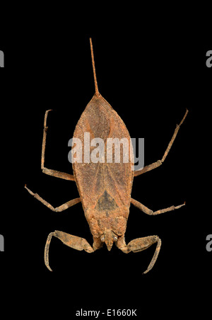 Water Scorpion - Nepa cinerea Stock Photo