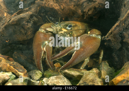 Signal Crayfish - Pacifastacus leniusculus Stock Photo