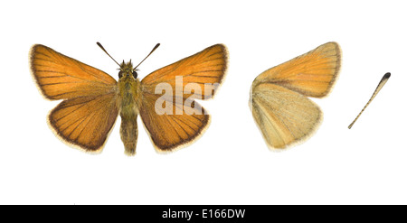 Essex Skipper Thymelicus lineola Stock Photo