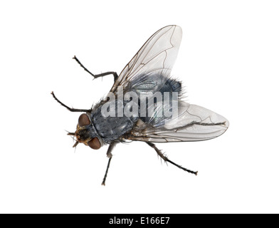 Bluebottle - Calliphora erythrocephala Stock Photo