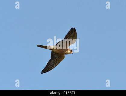 Red-footed Falcon - Falco verspertinus Stock Photo