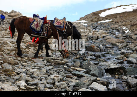 (140524) -- MENYUAN COUNTY, May 24, 2014 (Xinhua) -- Two packhorses take a rest during a journey towards the Gangshika base camp in the Qilian Mountains in Menyuan County, northwest China's Qinghai Province, May 22, 2014. In recent years, Gangshika, the main peak of the Qilian Mountains, has become a destination for a growing number of travellers. In the nearby village of Shangdiaogou, villagers are grasping a business opportunity by providing the mountain travellers with packhorse services. In each journey, the packhorse team will carry travellers's supplies to a base camp at over 4000 meters Stock Photo