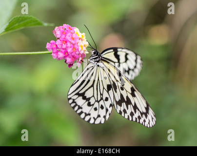 Idea leuconoe - The Paper Kite, Rice Paper, or Large Tree Nymph butterfly , Aka Island, Kerama Islands, Okinawa, Japan Stock Photo