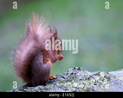 A red squirrel ( Sciurus vulgaris ) sits on a tree stump to feed on a nut Stock Photo