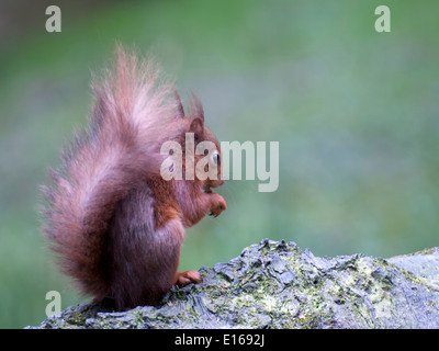 Red squirrel, Sciurus vulgaris, sits in a conifer eating Stock Photo ...