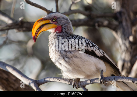 Southern Yellow-Billed Hornbill Stock Photo