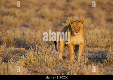 A female Lion Stock Photo