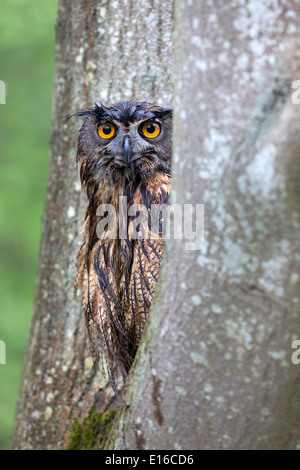 Eurasian Eagle Owl, Bubo bubo, sitting in a tree