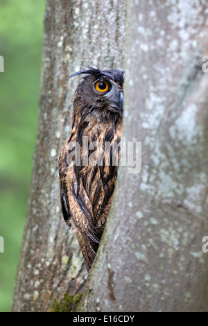 Eurasian Eagle Owl, Bubo bubo, sitting in a tree Stock Photo