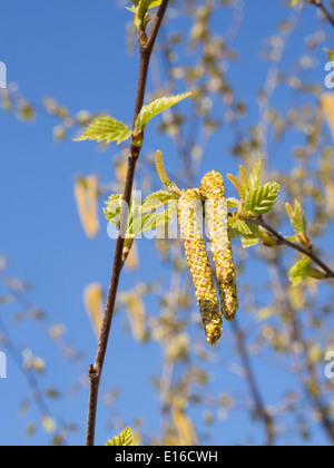 Springtime is the season for new leaves on trees blue skies and catkins , here birch tree,  as well as pollen allergy Stock Photo